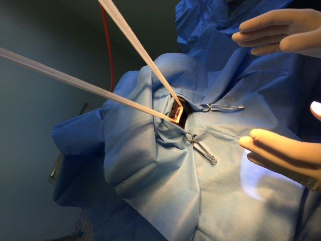 pug surgery