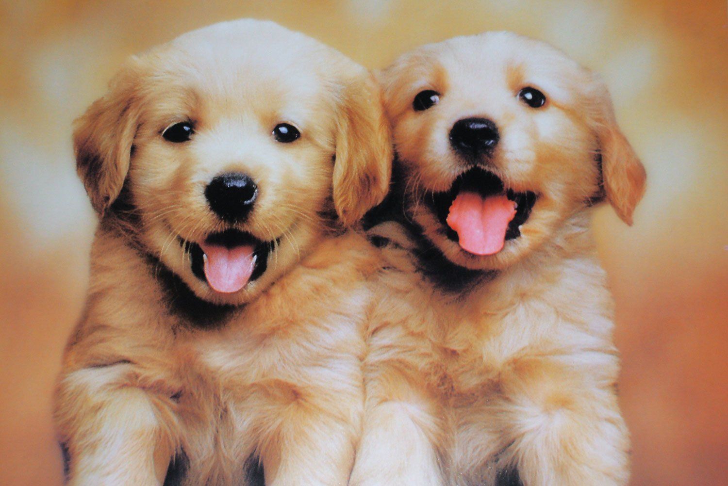 puppy