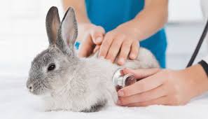 rabbit