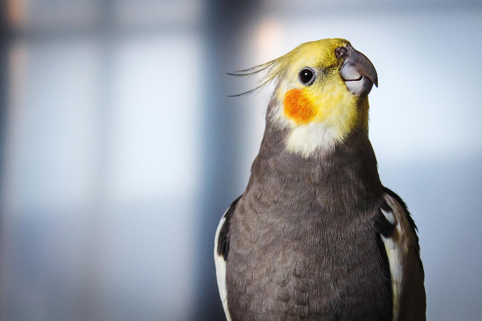 adult-male-pretty-cockatiel-on-a-blue