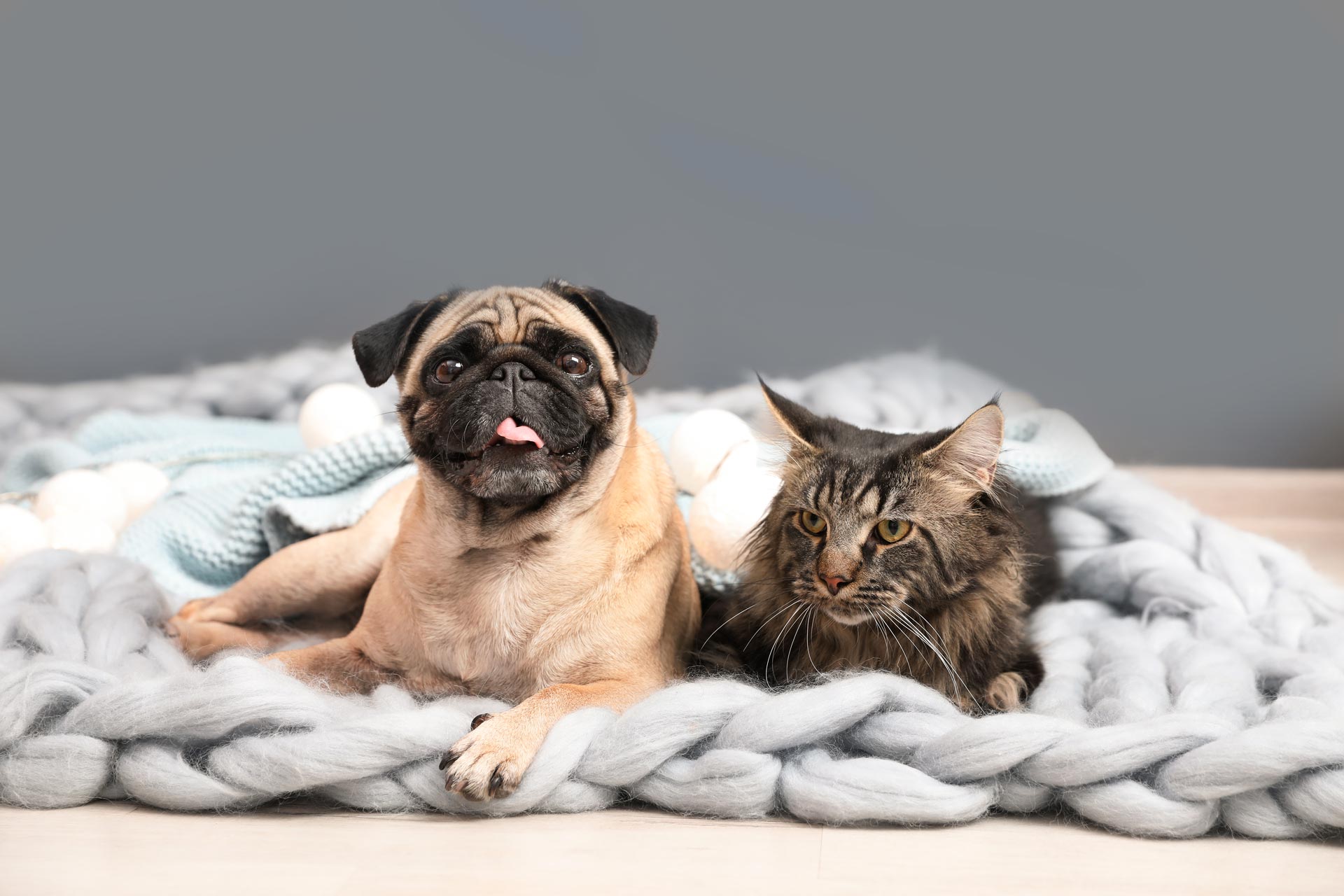 Pet Healthcare