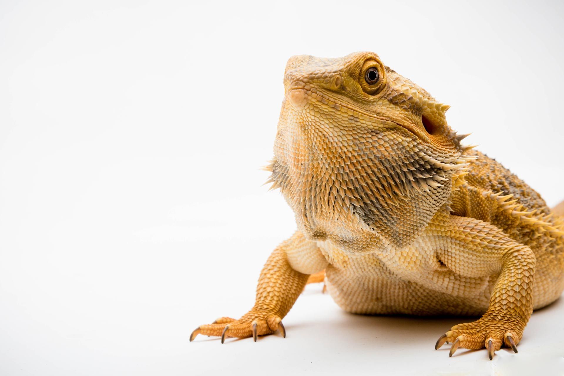 reptile