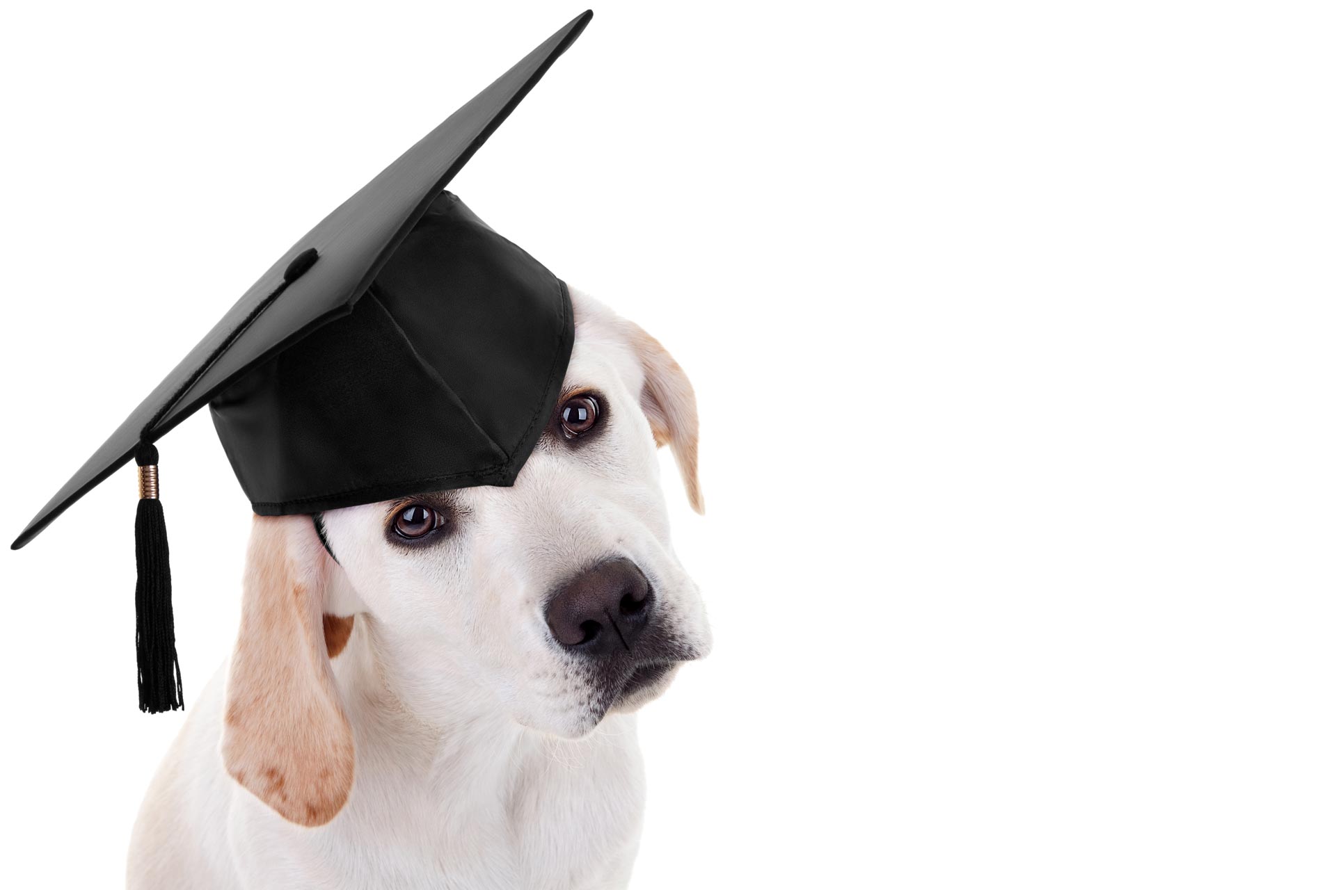 dog wearing graduation cap