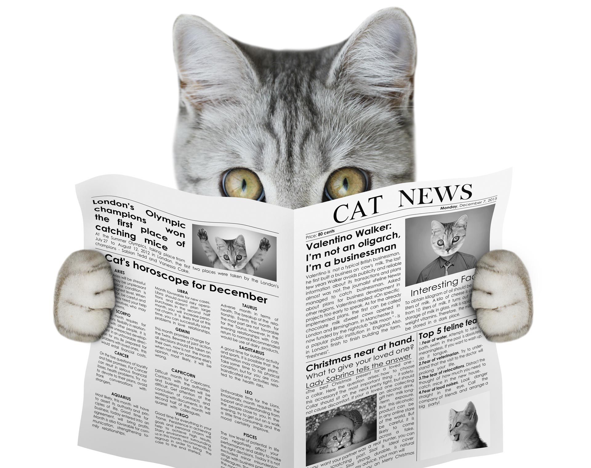 cat reading newspaper
