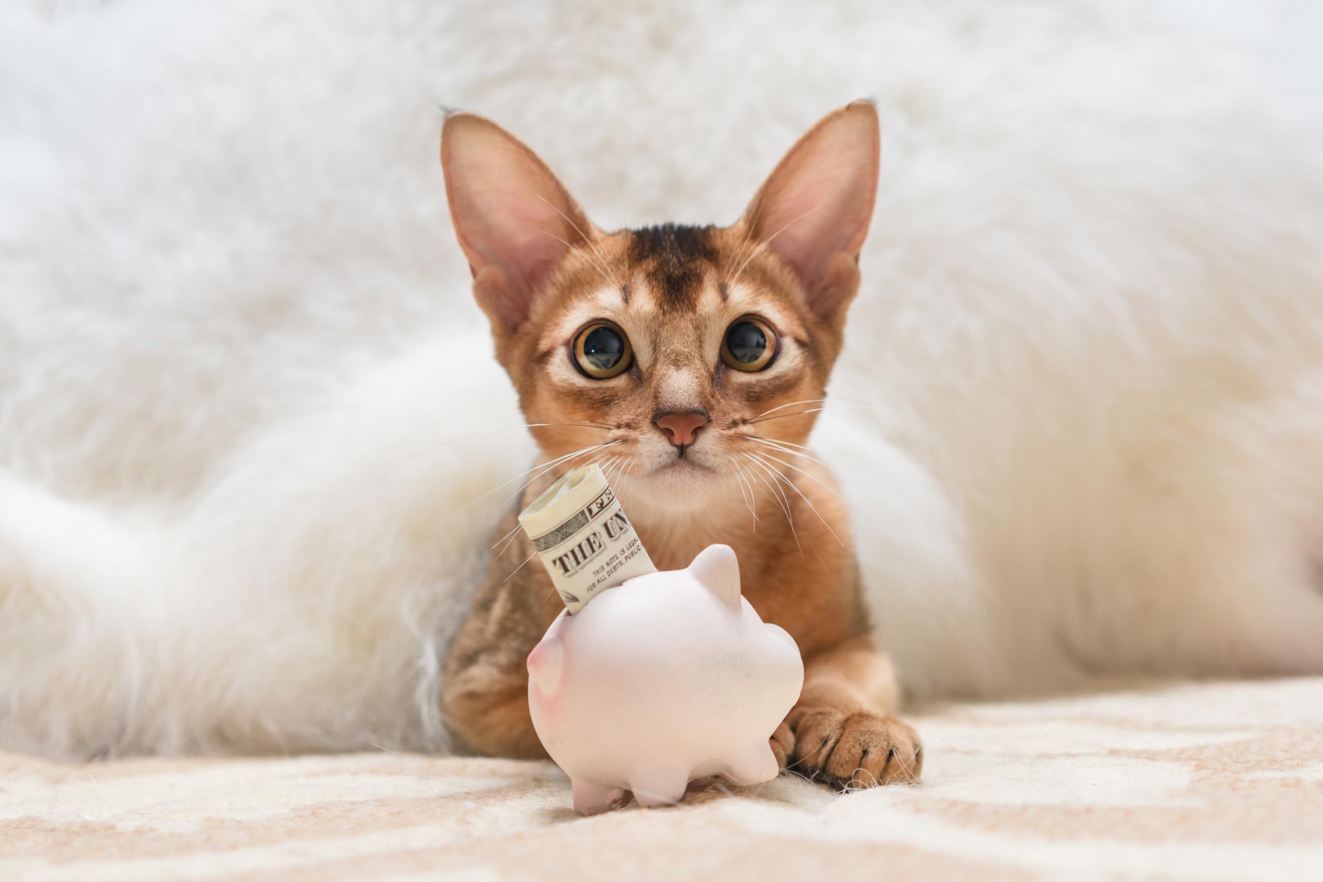 Payment Plans