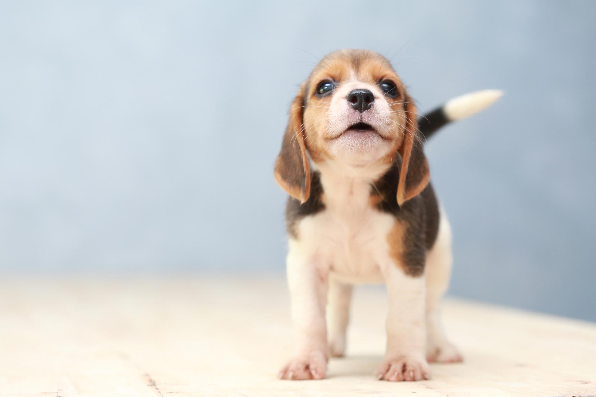 puppy