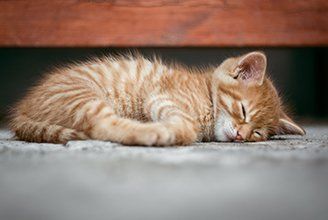 Kitten