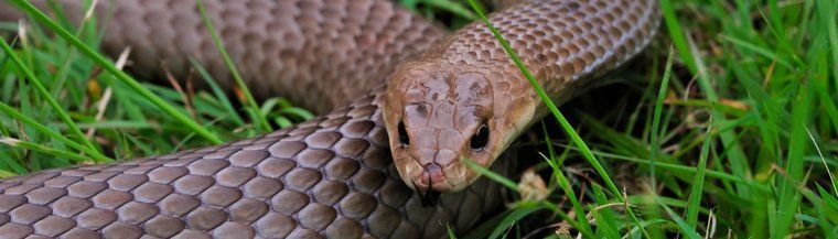 snake