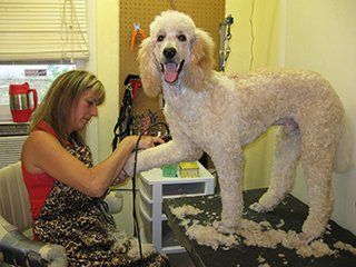 Dog Grooming Milton, FL