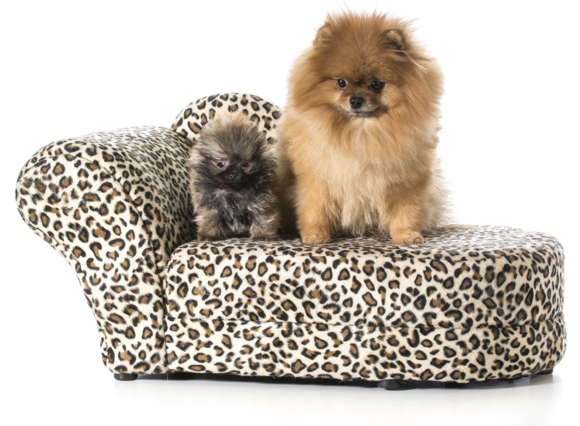 Dog Grooming Milton, FL