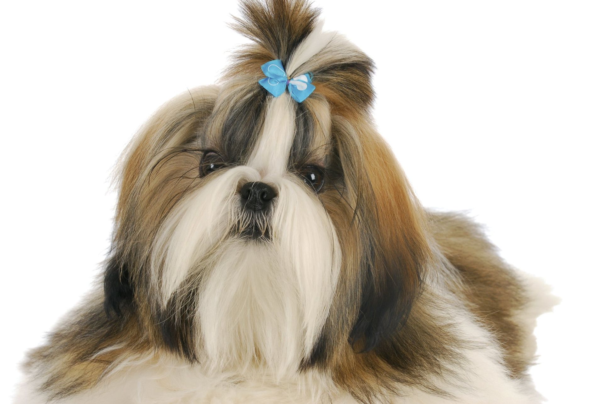 Pet Grooming Pensacola, FL