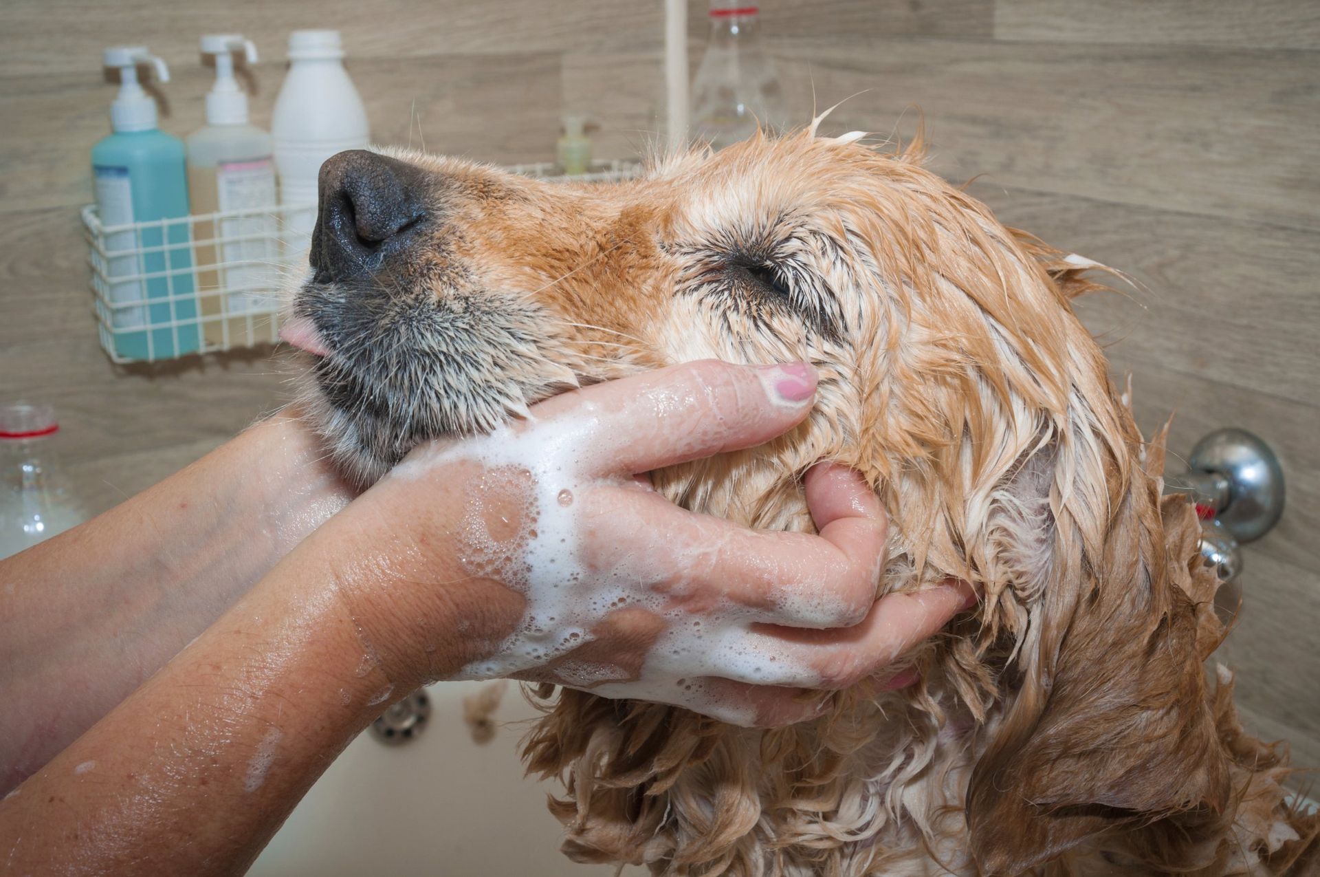 Dog Grooming Milton, FL