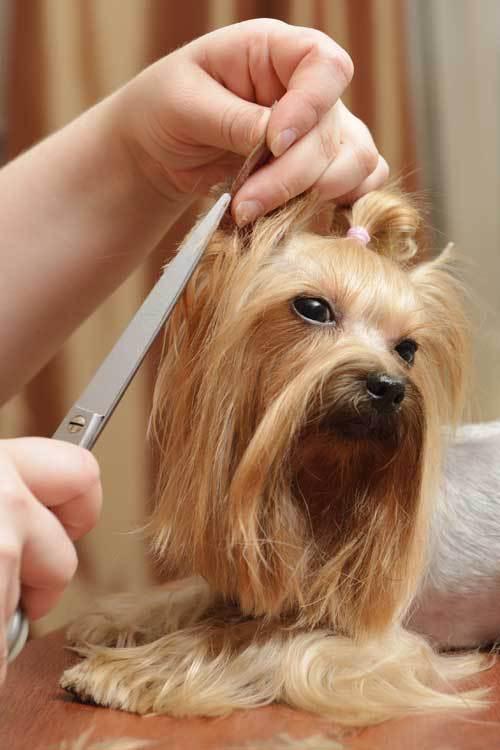 Dog Grooming Pensacola, FL