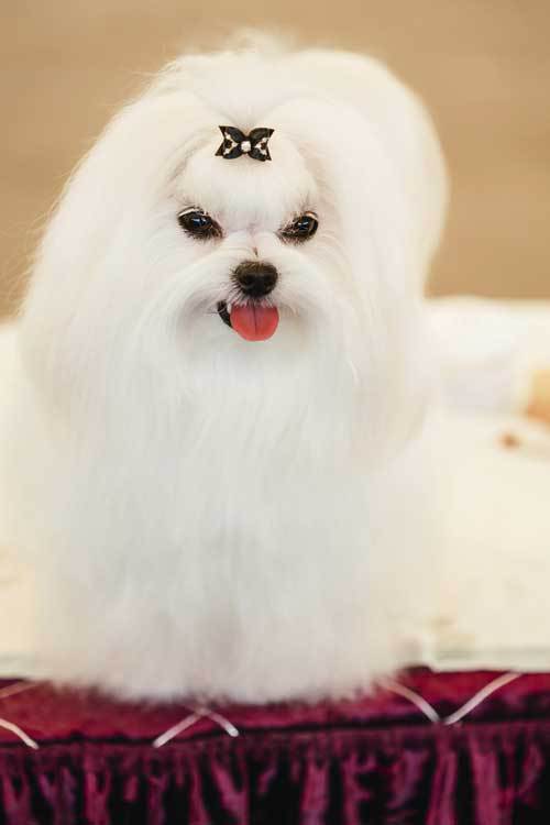 Pet Grooming Milton, FL