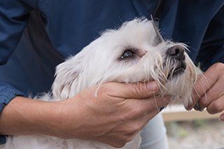 Dog Grooming Pensacola, FL