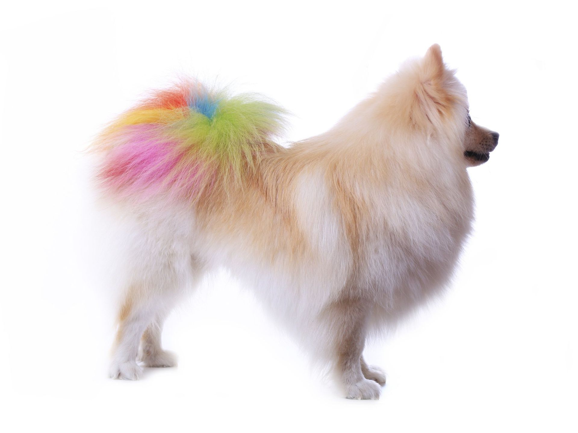 Dog Grooming Milton, FL