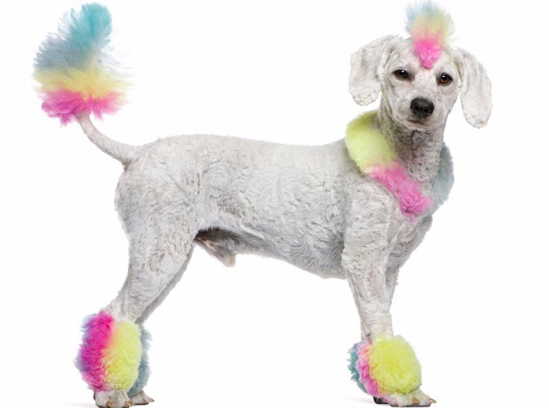Dog Grooming Milton, FL