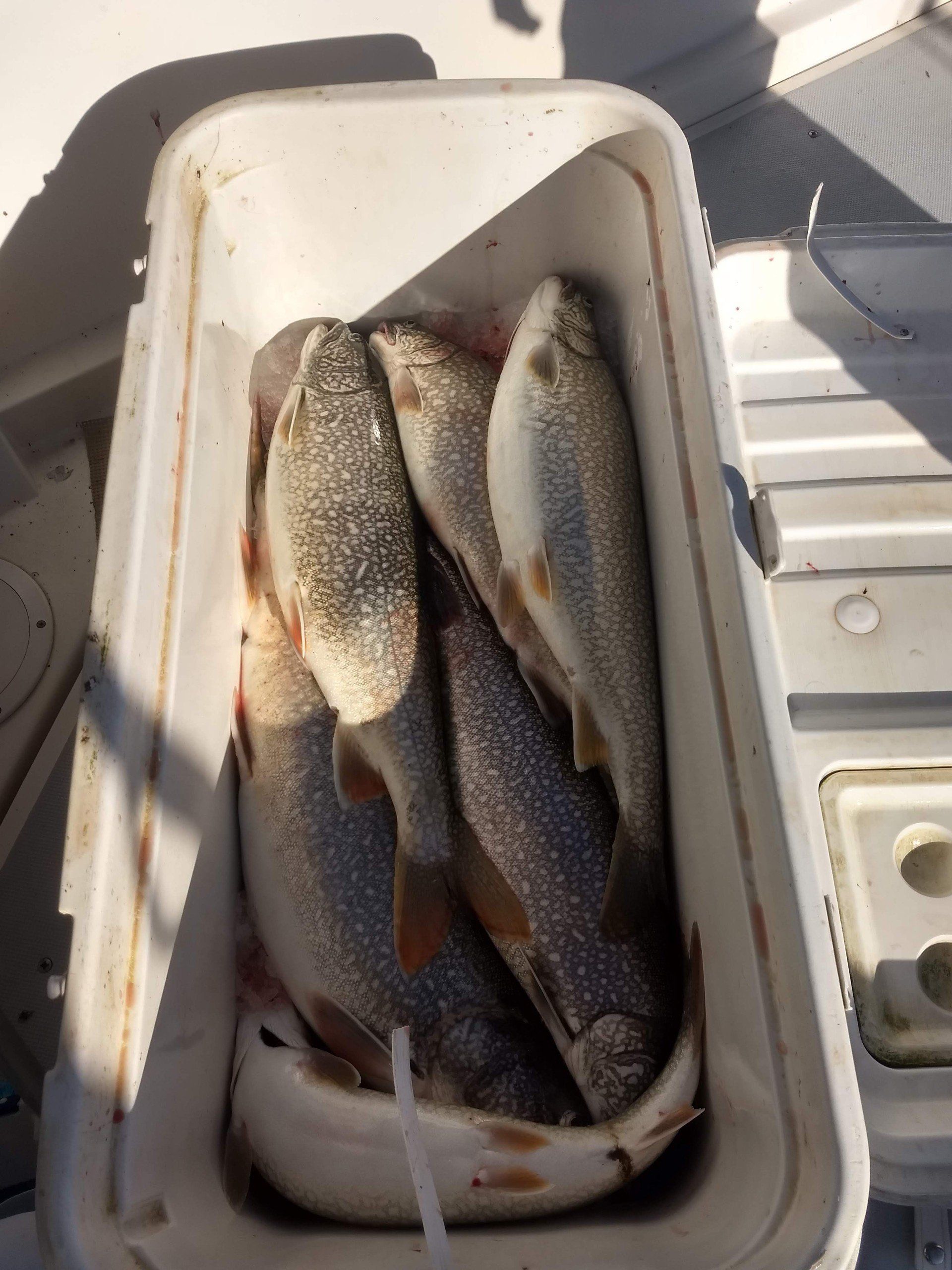 Several fish piled in a white cooler on a boat deck