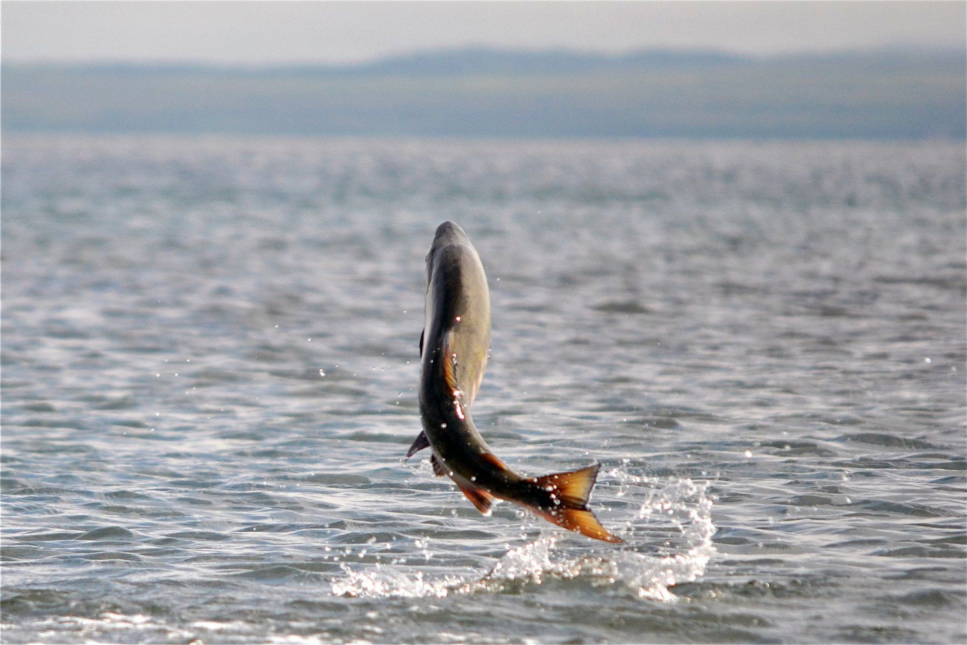 fish jumping