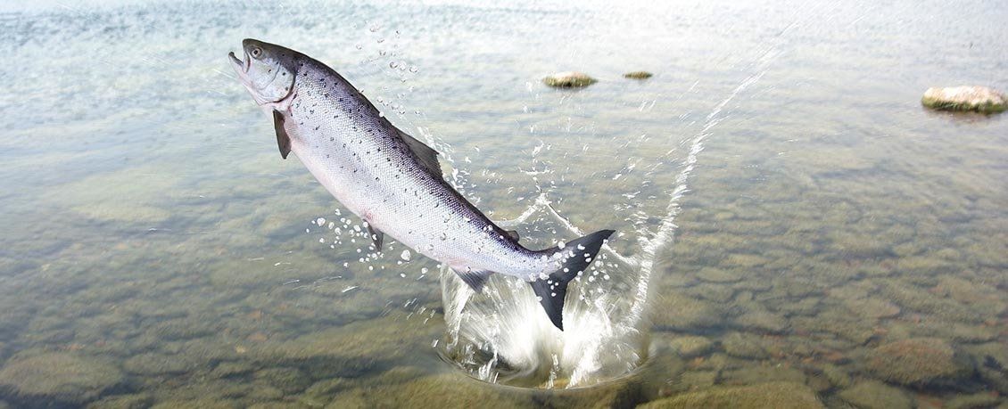 fish jumping 2