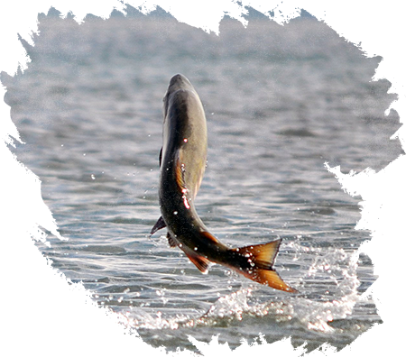 fish