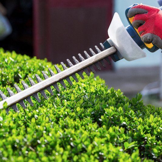 hedge trimming hedge trimming