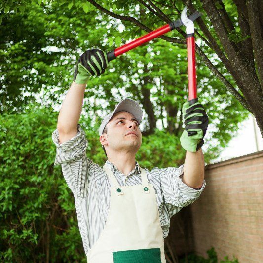 tree pruning tree pruning