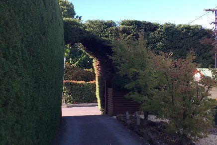 prunning and hedge trimming pruning and hedge trimming