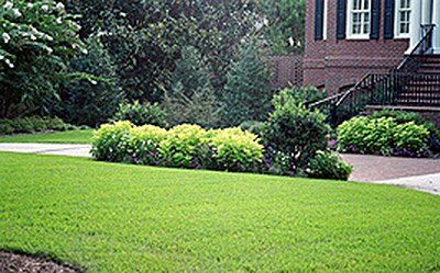 Landscaping Maintenance — Green landscape shrubs in Savannah, GA Landscaping Maintenance — Green landscape shrubs in Savannah, GA