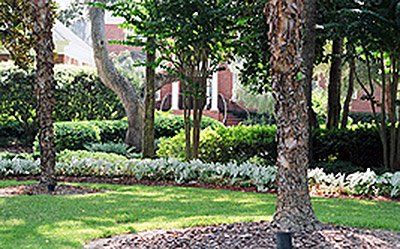 Residential Lawn Services —Green landscape Trees in Savannah, GA Residential Lawn Services —Green landscape Trees in Savannah, GA