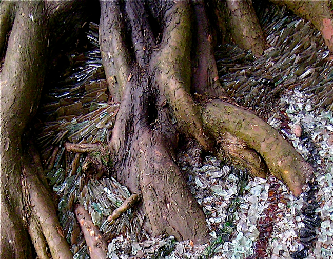 contemporary artist sculpture, multidisciplinary artist UK, sculpture and installation artist, David Booth MRSS, drawing, Fine Artist, photography, tree, roots, glass