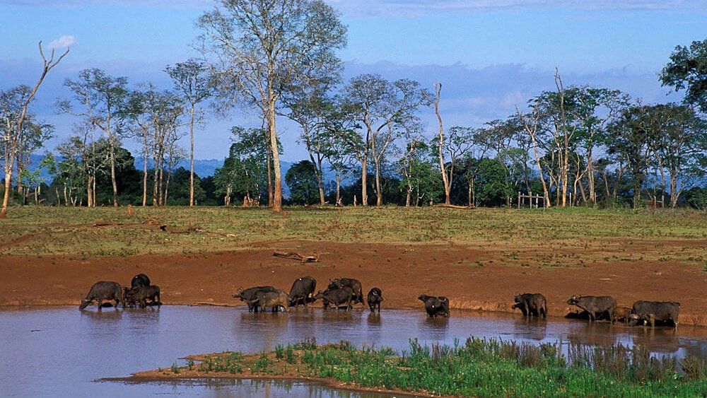 Kilima Safari Camp - Accommodation Kenya Deluxe Safari by Predators Safari Club