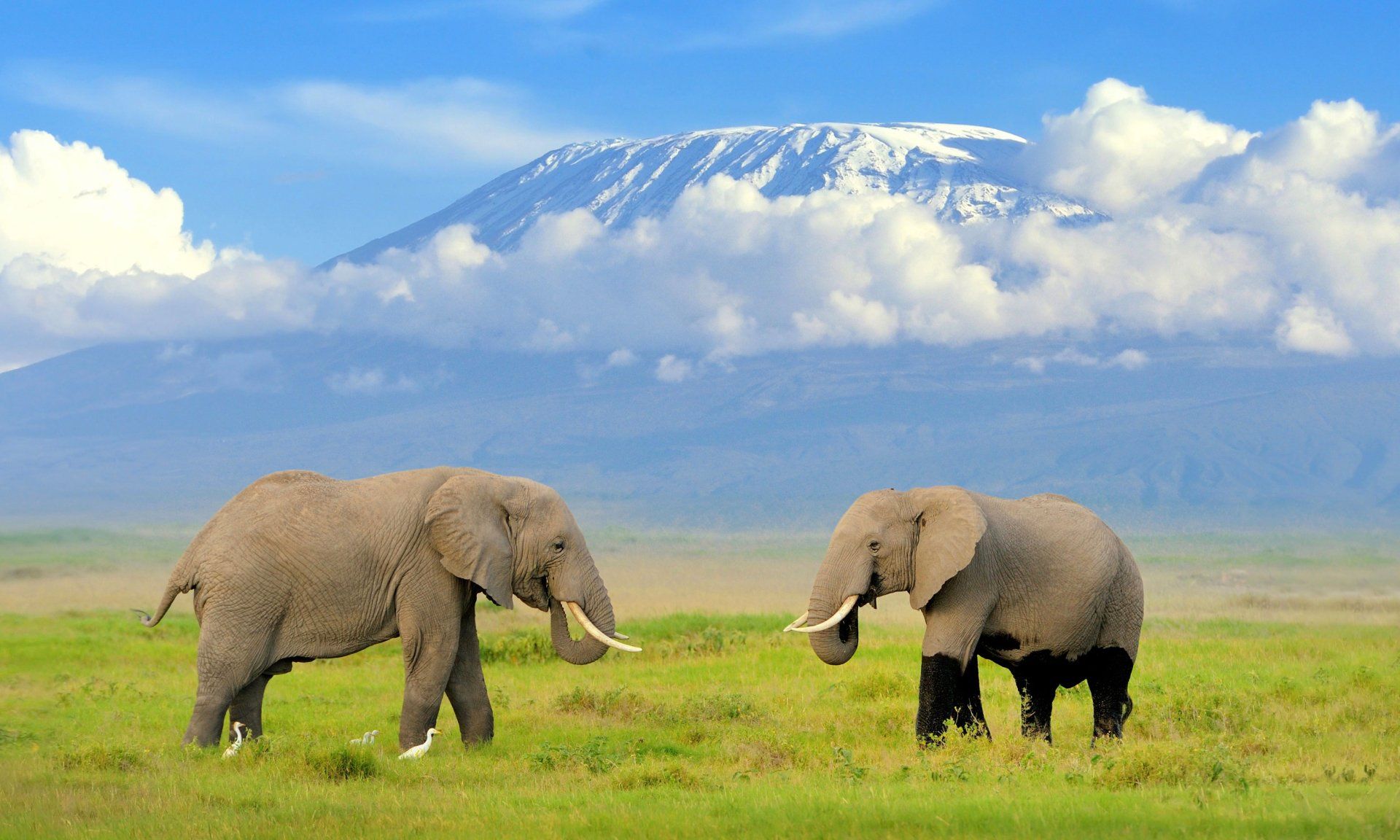 BEST OF EAST AFRICA SAFARI - Predator Safaris