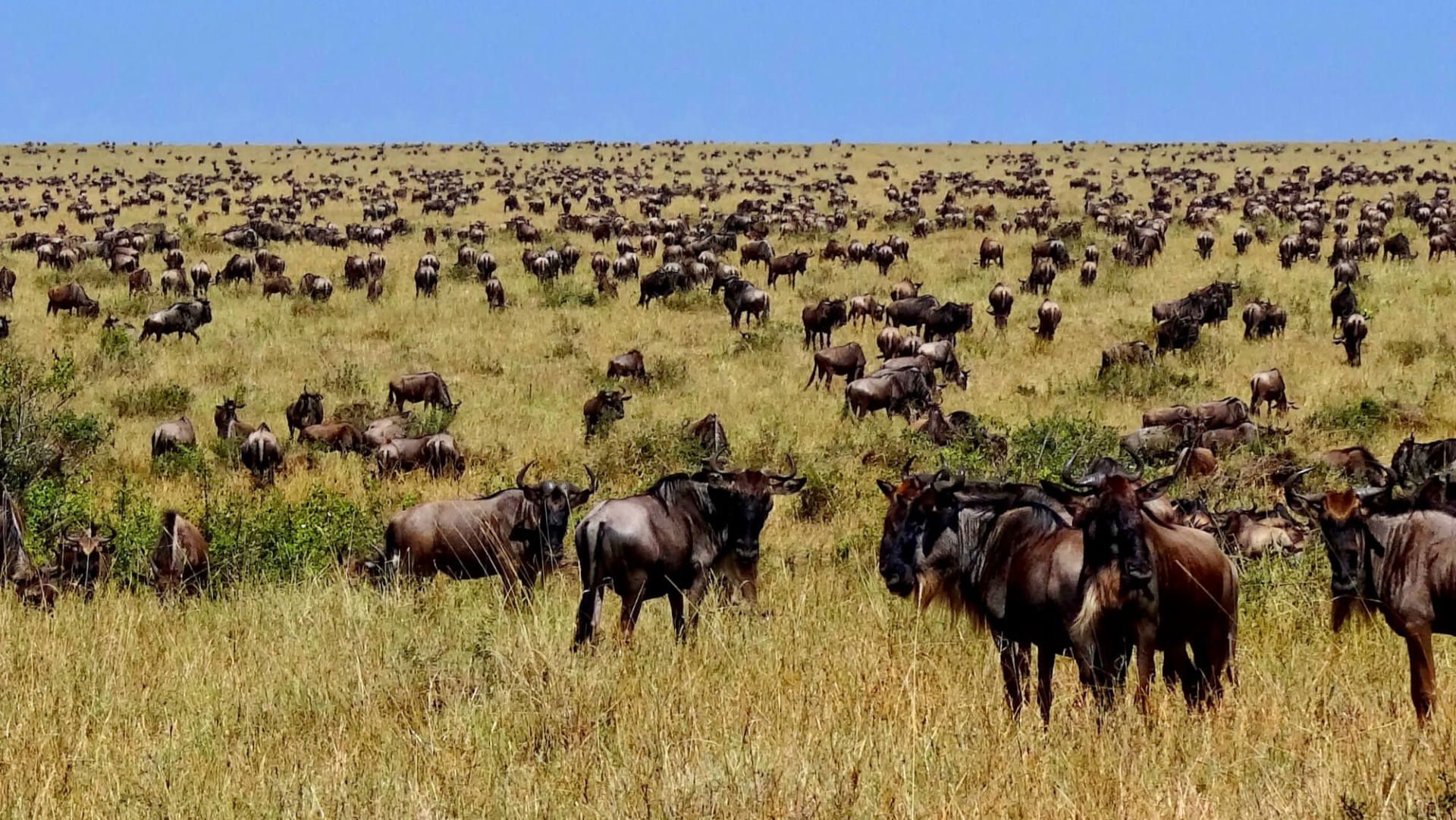 THE GREAT WILDEBEEST MIGRATION