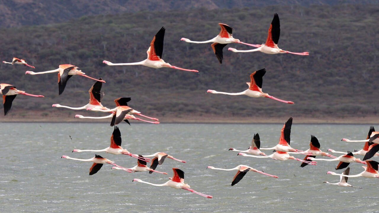 Lake Borgoria National Reserve - Southern Circuit Kenya