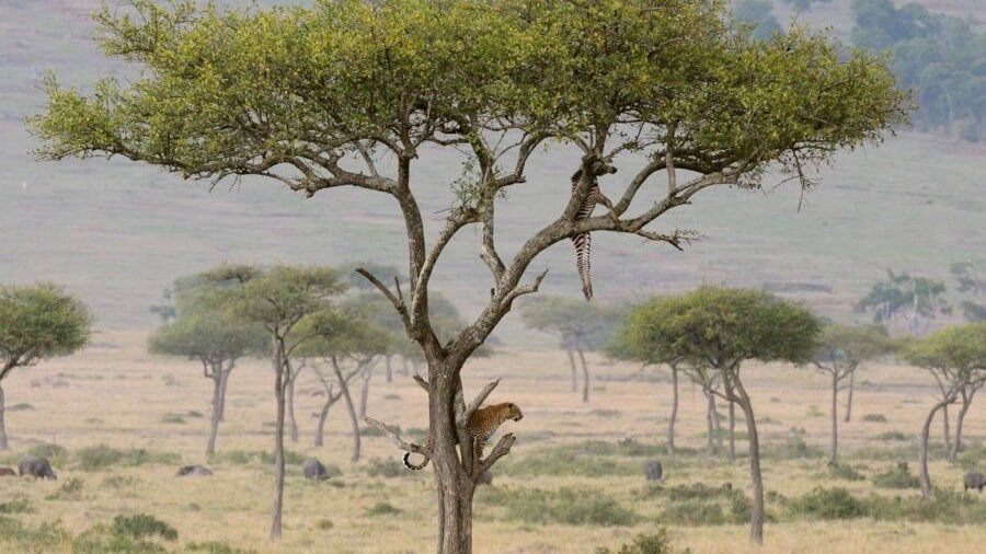 Sarova Woodland Hotel - Accommodation Kenya Bush & Beach Safari by Predators Safari Club