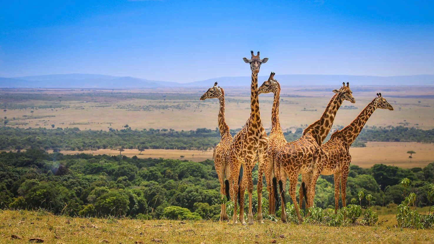 Sarova Mara Game Camp - Accommodation Kenya Bush & Beach Safari by Predators Safari Club
