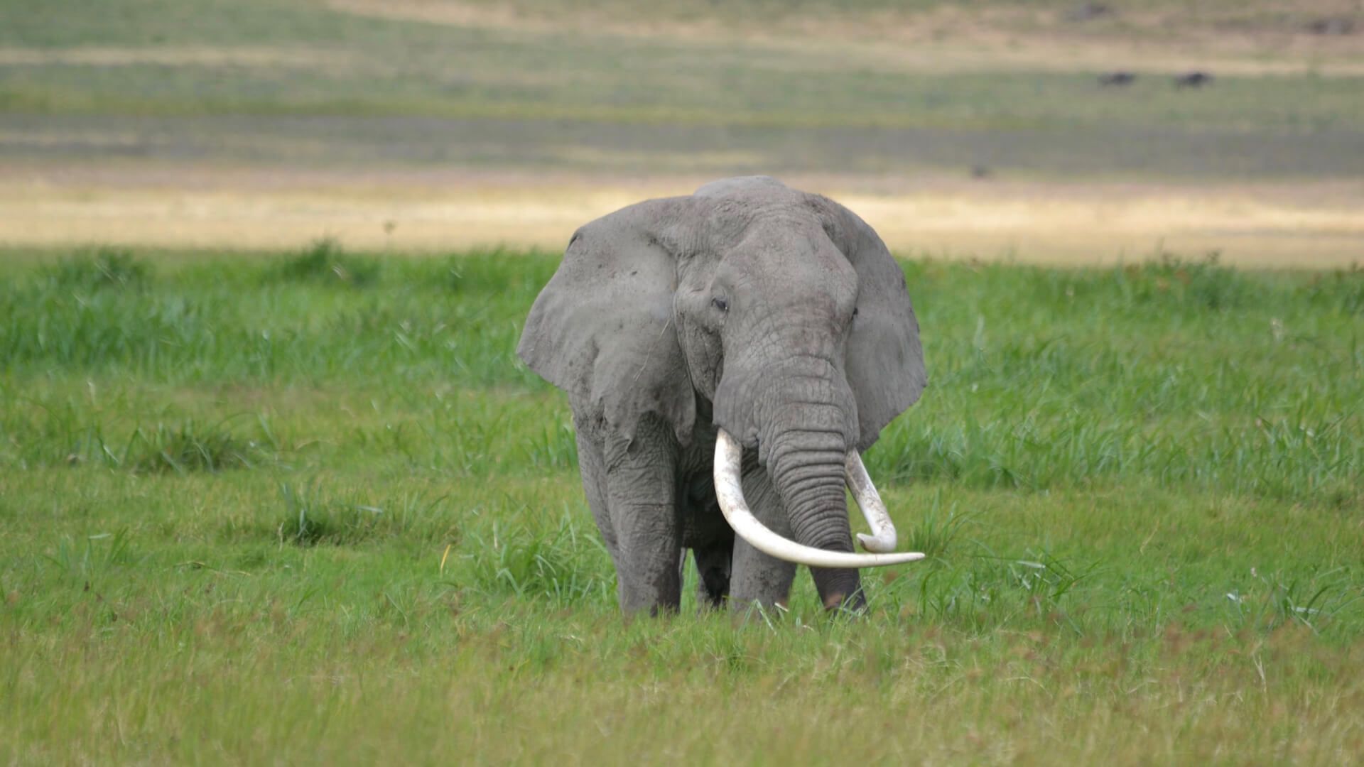 Ngorongoro Farm House Accommodation Tanzania Classic Safari