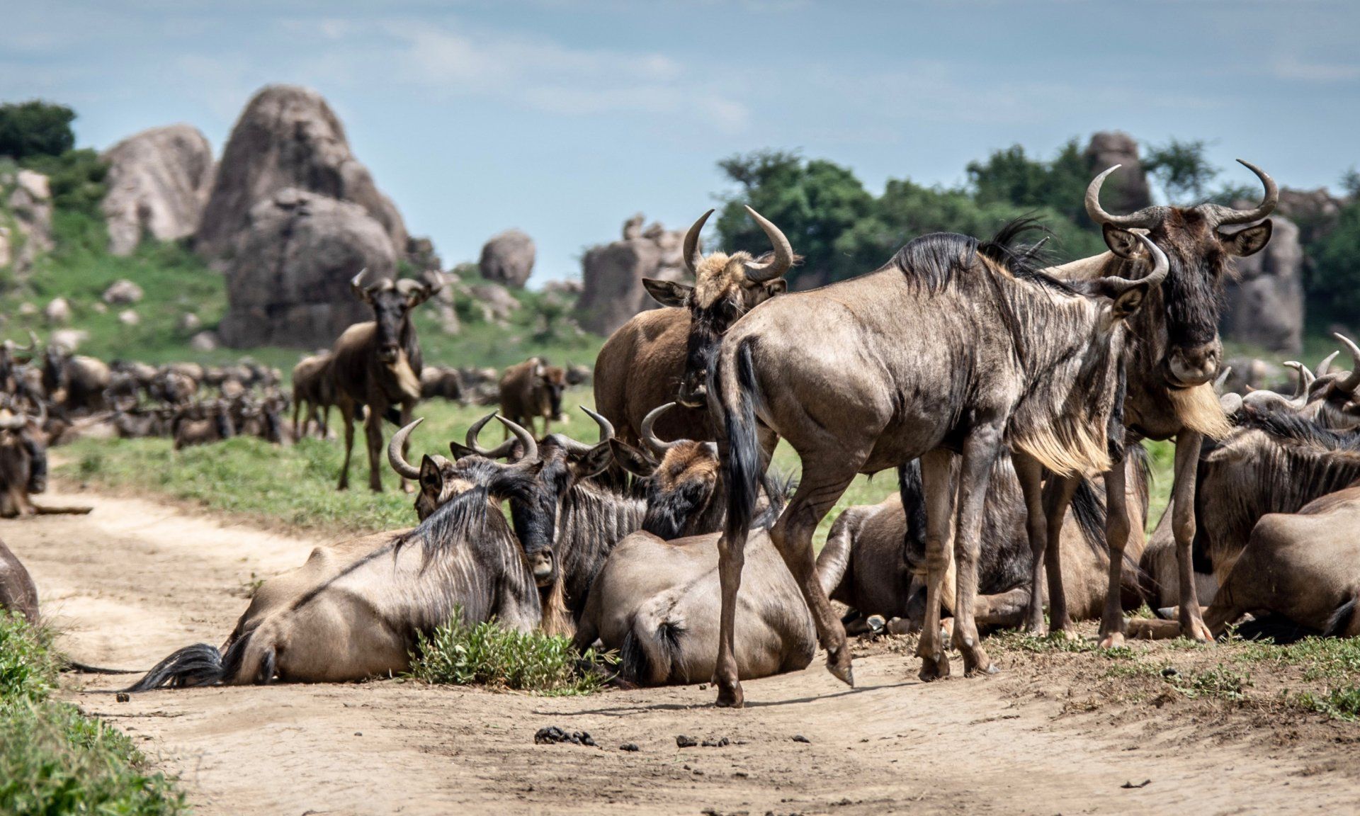 BEST OF TANZANIA SAFARI - Predator Safaris