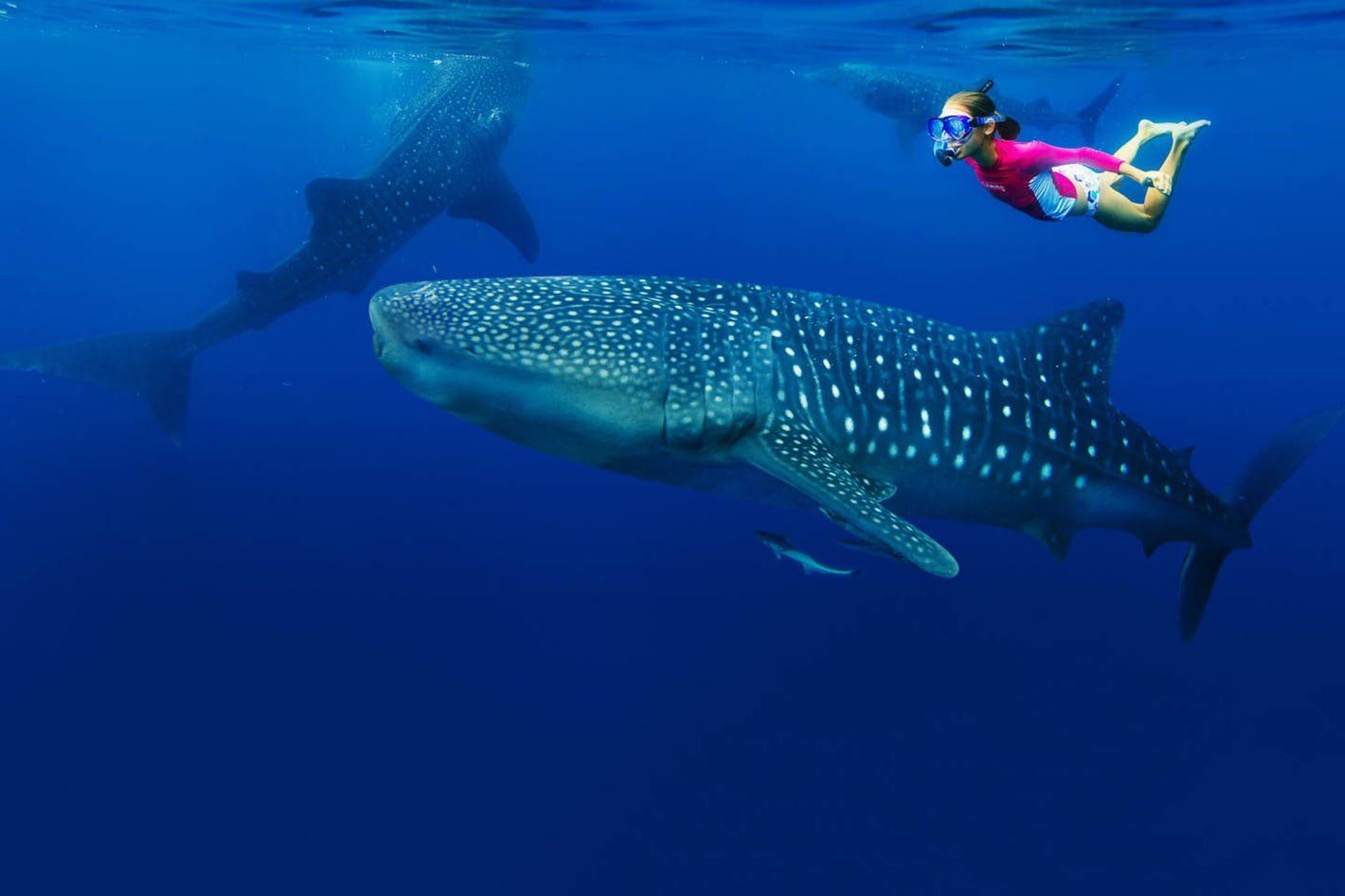 WHALE WATCHING – MAFIA ISLAND - Predators Safari Club