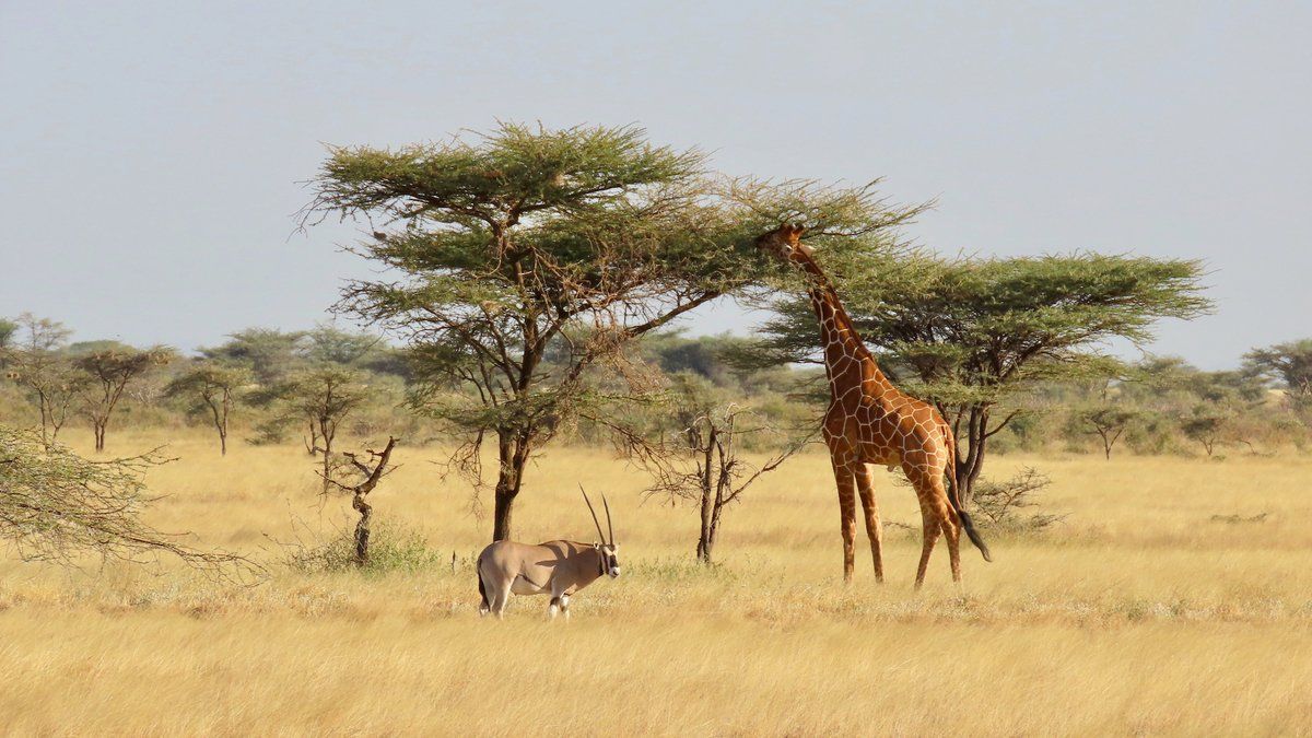 Samburu 5