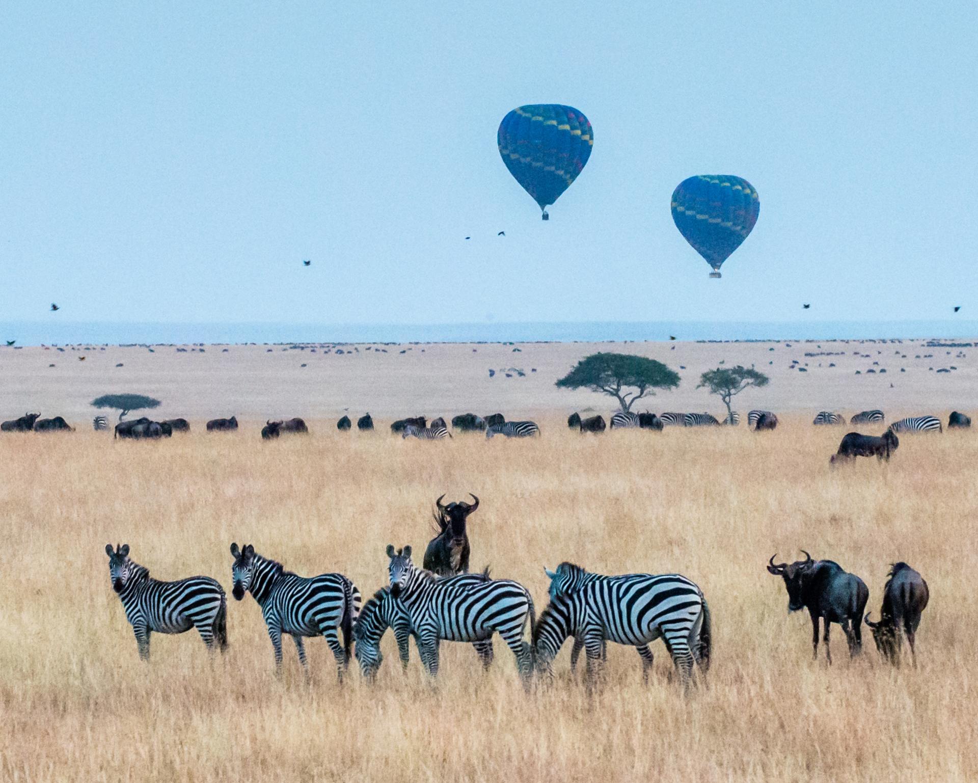 HOT AIR BALLOON SAFARI - Predators Safari Club