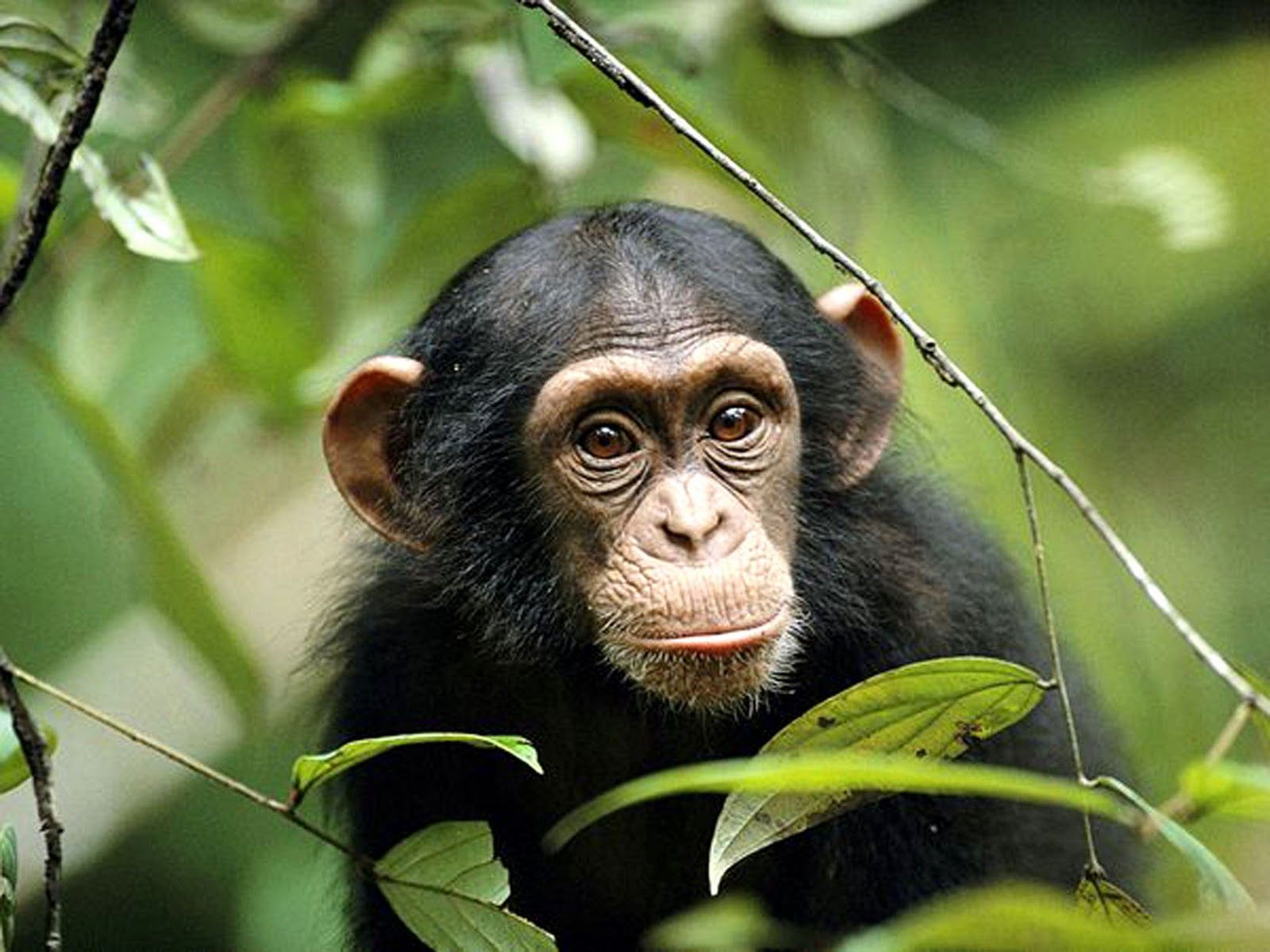 TRACK WILD CHIMPANZEES - Predators Safari Club