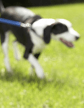 Dog on Leash, In-Home Pet Services in Chesapeake, VA Dog on Leash, In-Home Pet Services in Chesapeake, VA