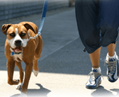 Dog, Pet Waste Removal in Chesapeake, VA Dog, Pet Waste Removal in Chesapeake, VA