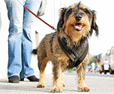 Dog, Pet Waste Removal in Chesapeake, VA Dog, Pet Waste Removal in Chesapeake, VA