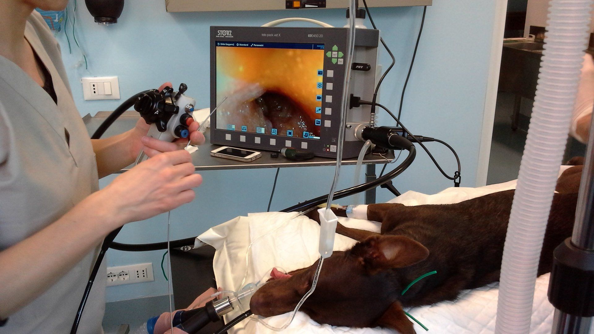endoscopia digestiva veterinaria