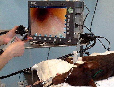 endoscopia digestiva cane