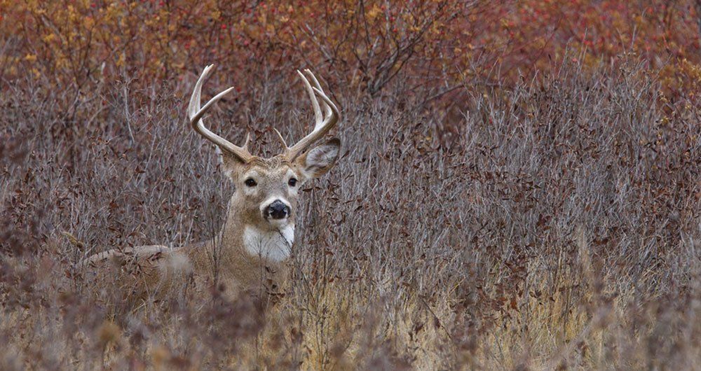 buck in woods