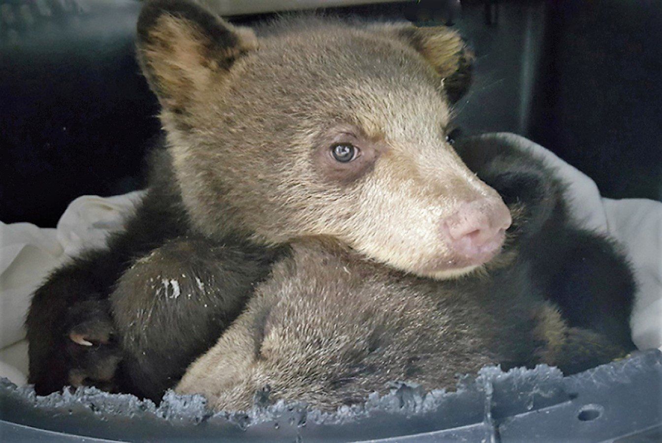 A baby bear